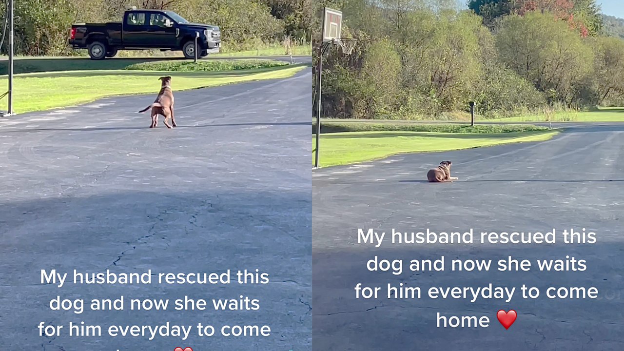 'Devoted Rescue Dog eagerly waits for owner to return from work every day'