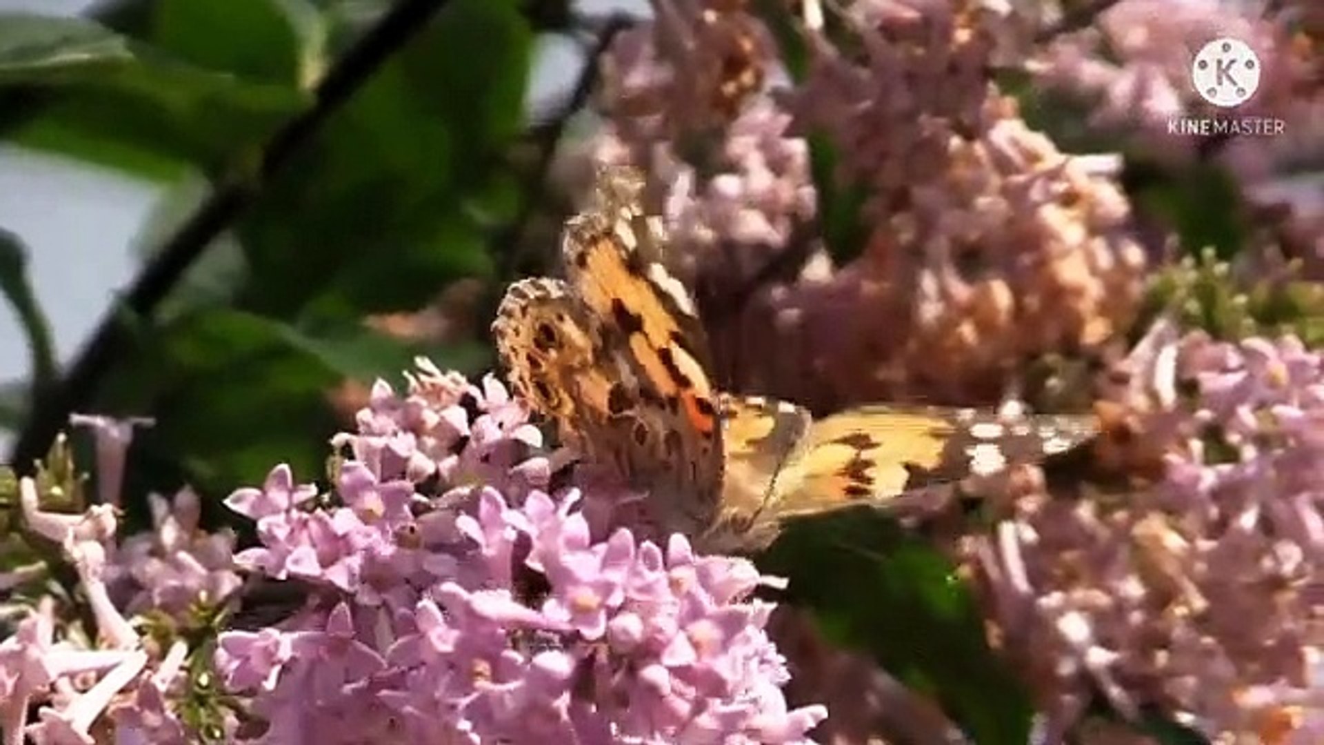 Beautiful Relaxing Music  Stress Relief Music Positive Energy Morning Music Meditation Music