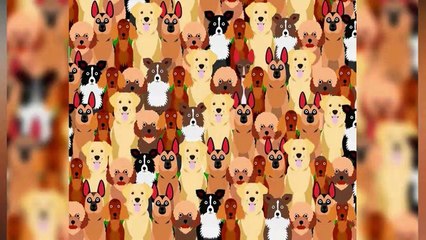 1 seul chien n’est pas en double sur l’image, à vous de le trouver