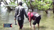 Peduli Lingkungan, Peringati Sumpah Pemuda Dengan Tanam Mangrove