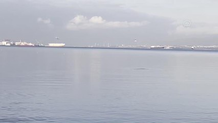 Müsilajdan temizlenen İzmit Körfezi'ne yunuslar daha çok gelmeye başladı