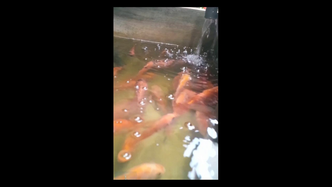 Red Nile Tilapia
