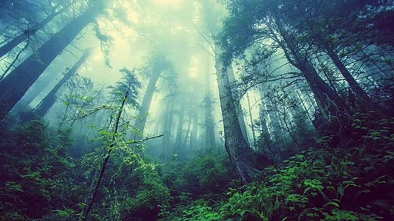 Relaxing Meditation Yoga Musict