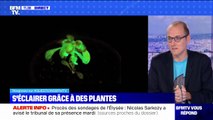 Pourrions-nous vraiment nous éclairer grâce à des plantes ? BFMTV répond à vos questions