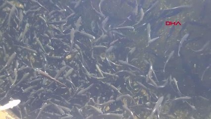ŞANLIURFA'DA YILLIK 20 BİN TON ALABALIK VE SOMON ÜRETİLİYOR