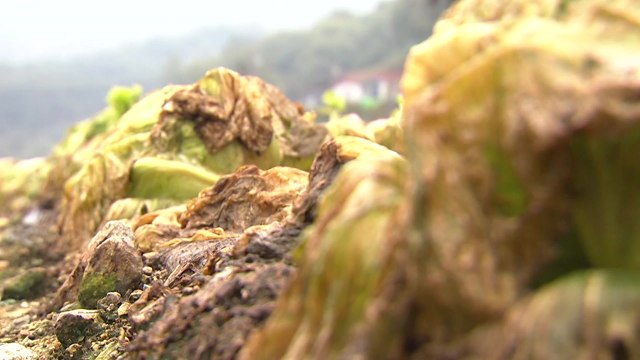 [뉴스큐] 양상추 '금상추'된 이유는?...이번 주 경제 주요 뉴스 / YTN