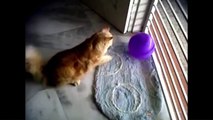 Cat Reactions-Funny Cats with Ballon -Funny Moments