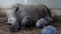 Nace en un zoo de Holanda una nueva cría de rinoceronte