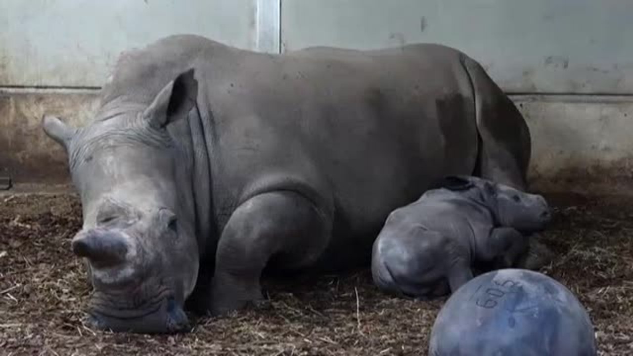 Nace en un zoo de Holanda una nueva cría de rin...
