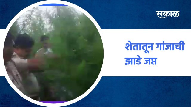 BEED ; शेतातून गांजाची झाडे जप्त ;पाहा व्हिडीओ