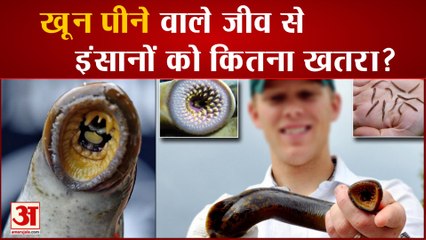 ऑस्ट्रेलिया में मिला खतरनाक जीव Lampreys
