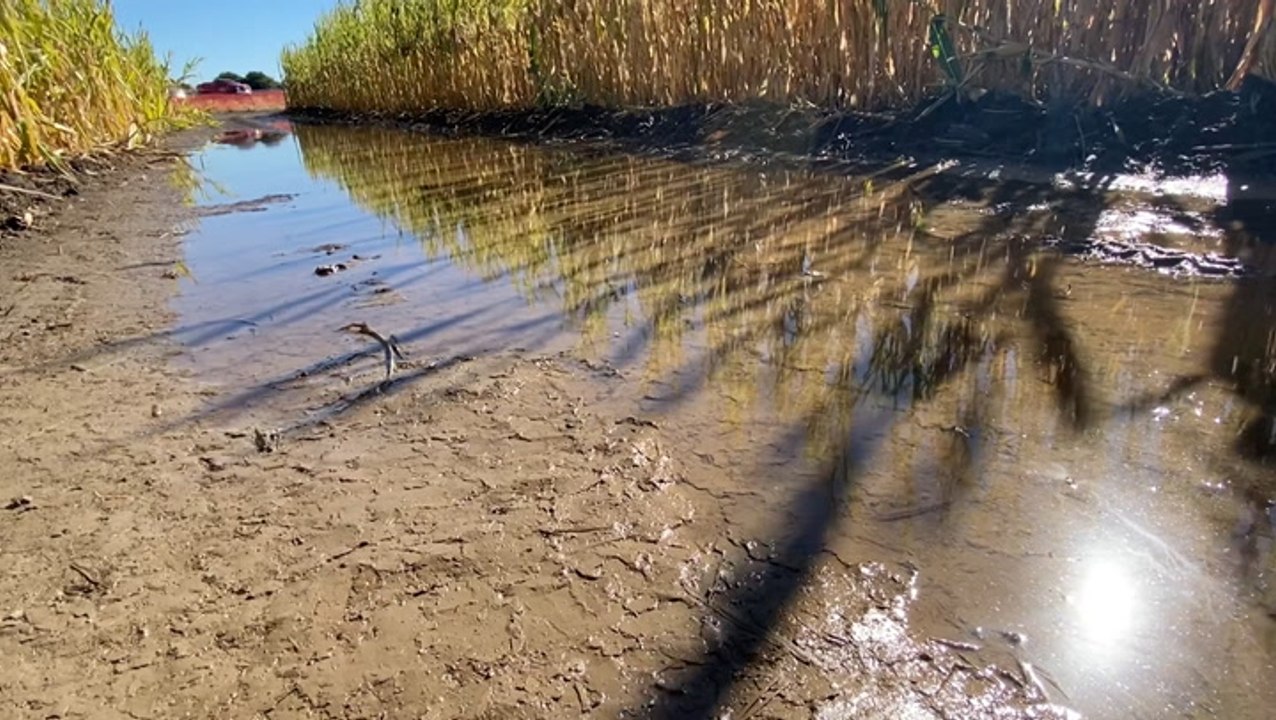 Flooded California corn maze forced to close Halloween week