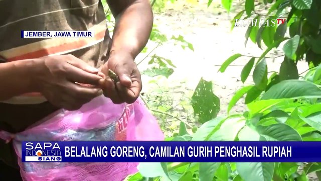 Cuan! Warga Jember Berburu Ribuan Belalang untuk Digoreng dan Dijual