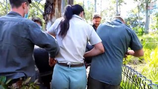 Jacaré ‘viciado em sexo’ é contido por 12 homens na Austrália