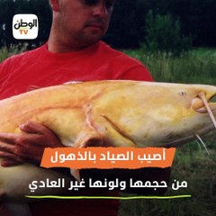 شبه الموزة.. صياد يعثر علي سمكة صفراء نادرة