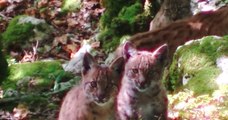 Quatre bébés lynx filmés dans une forêt du Doubs, des images rares et magnifiques