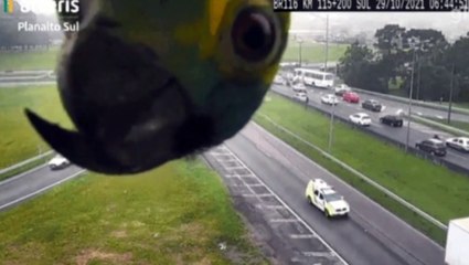 Olha o passarinho! Papagaio aparece em câmera de monitoramento da BR-116