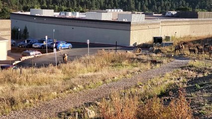 Estes Park Elk Attacks Car