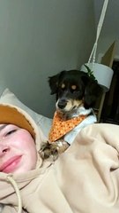 Puppy Becomes Sassy After Rejected Kiss