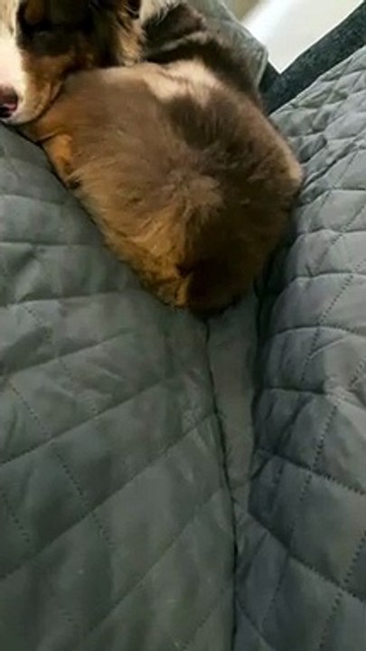 Happy Dreams Have Sleepy Tail Wagging