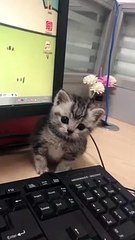 Cute Cats Doing Funny Things  Funniest Cats Video  Cute Cats | 2