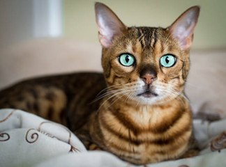 Top 10 Pedigree Cat Breeds in America (National Cat Day)