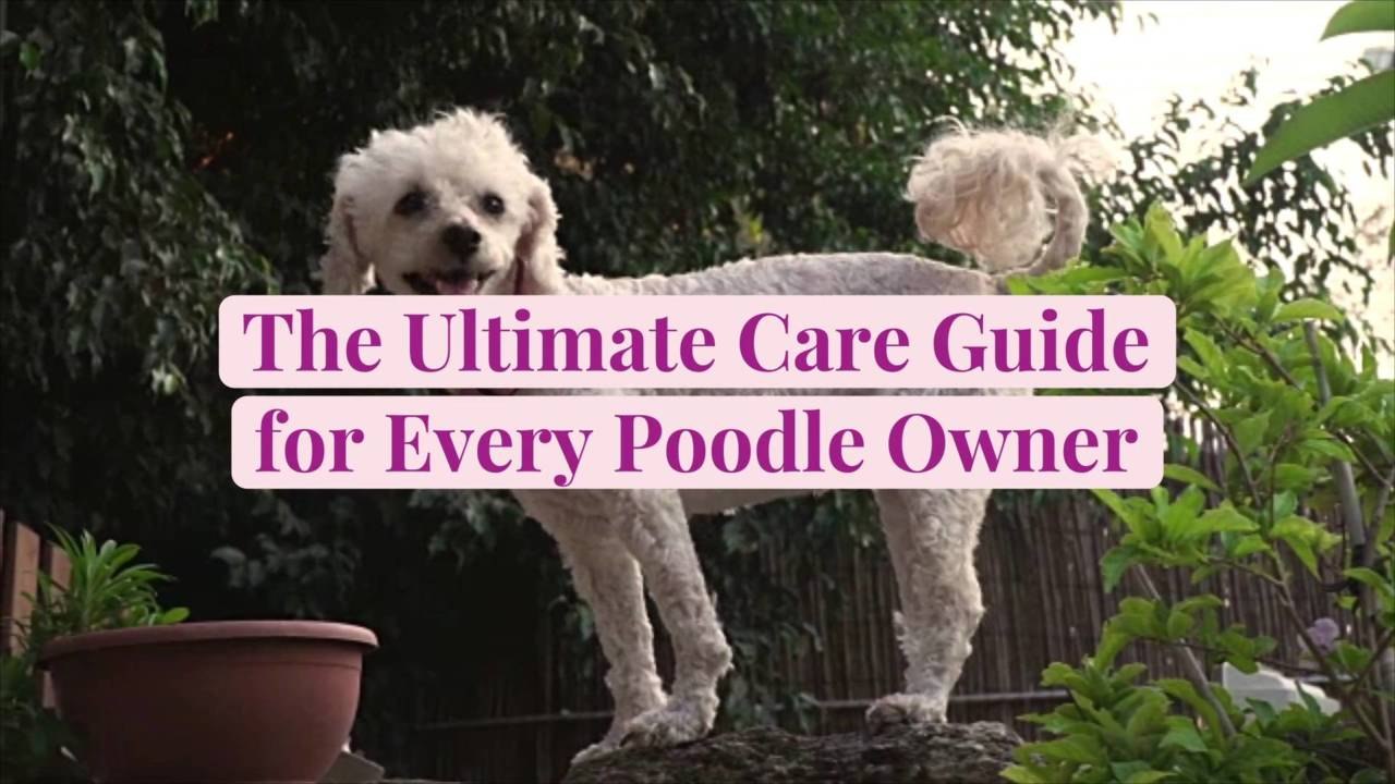 The Ultimate Care Guide for Every Poodle Owner