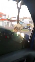 Vaca escapa de caminhão e atropela motociclista em SC; veja