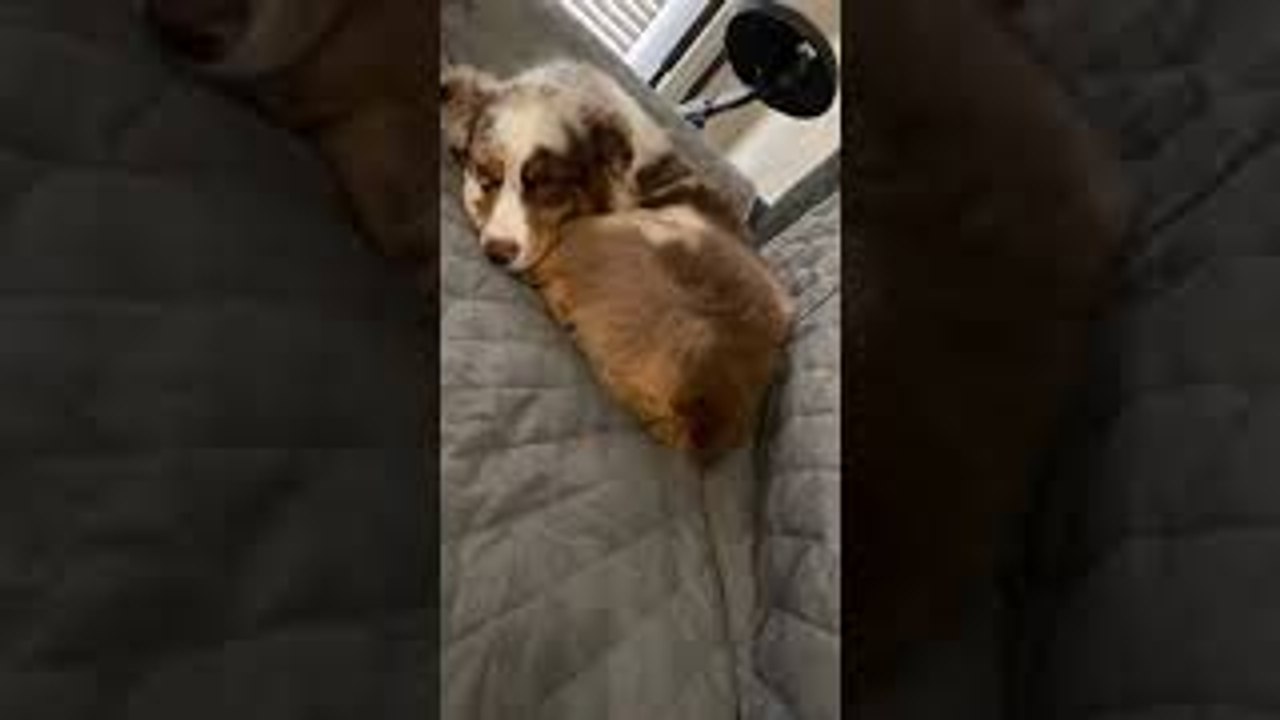 Happy Dreams Have Sleepy Tail Wagging