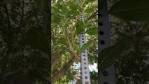 Tree Grows Through Metal Sign