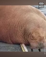 Walrus Takes a Nap on Dutch Navy Submarine