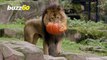 Halloween Spooky Pumpkin-filled Treats Given to Animals at Belgian Zoo!