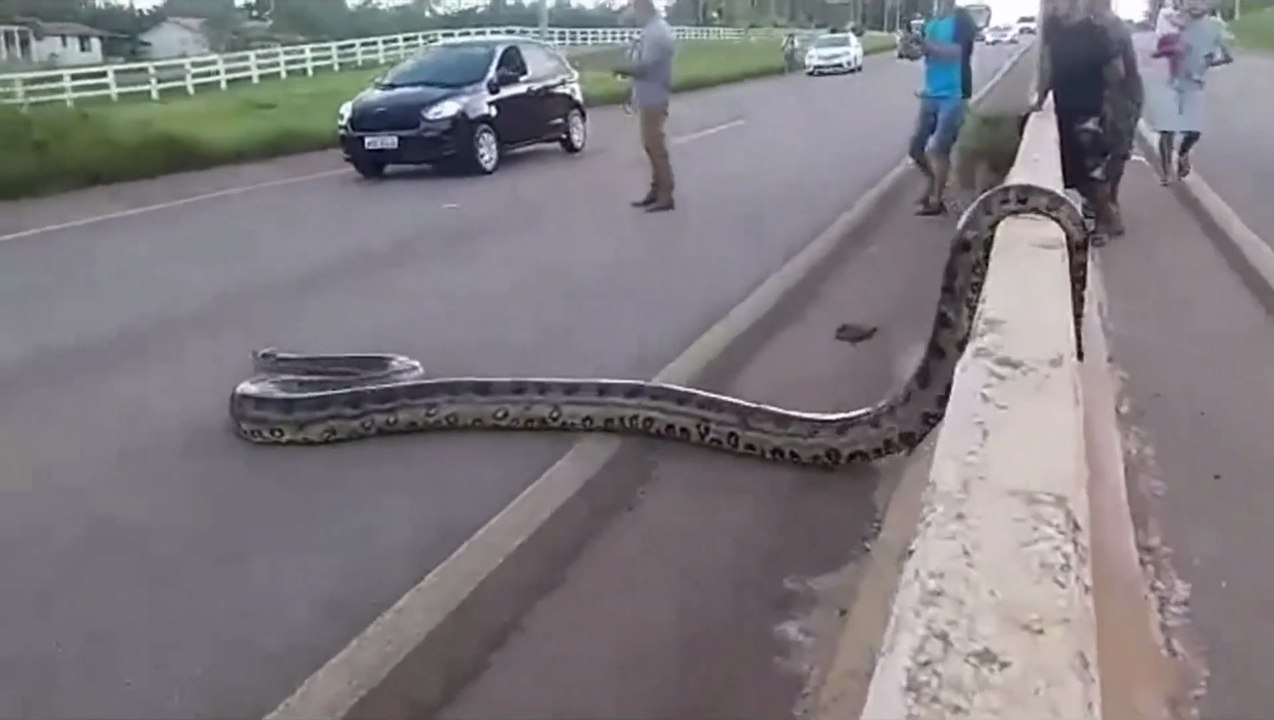 giant anaconda । giant snake । snake । anaconda । cross road । traffic । traffic halts । Porto Velho । cobra । sucuri । gigante । Brazil । brasil । cross the roads । vehicles । reptile । accident । viral clip । viral video । goes viral