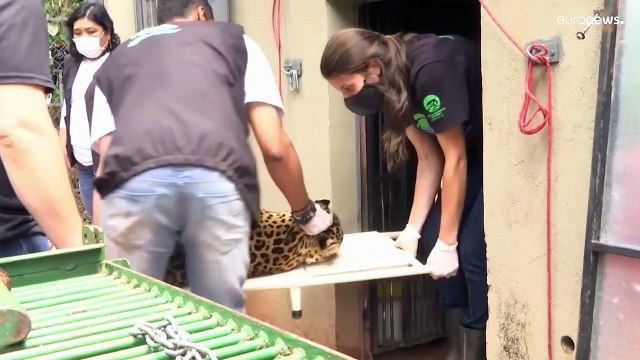 В Бразилии спасают популяции ягуаров при помощи ЭКО