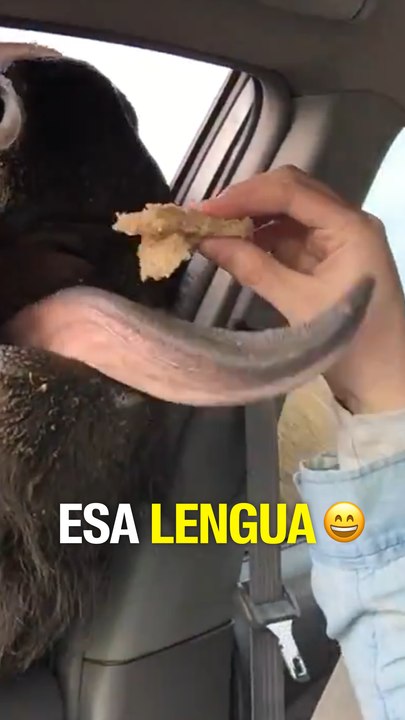 Esa lengua 