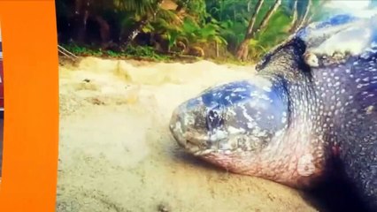 03: Unvaccinated nurses in Guyana walkout [1  of 2]: 11 August, 2021