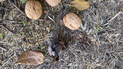 Pacific storms delay walnut harvest