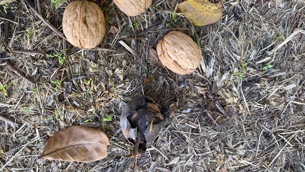 Pacific storms delay walnut harvest
