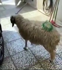 تستاهل يا أبو مكة.. عراقى يذبح خروفا احتفالا بهاتريك محمد صلاح فى مانشستر