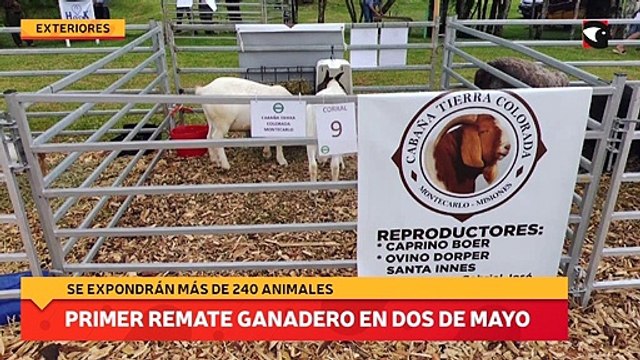 Primer remate ganadero en Dos de Mayo