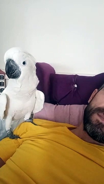 çalar saat bulut her sabah öperek uyandiriyo