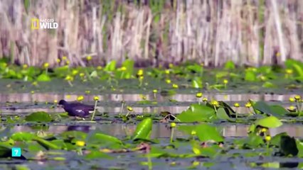 WILD) gran Bretaña, mundos acuáticos, documental