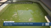 West Nile virus reaches record numbers in Maricopa County