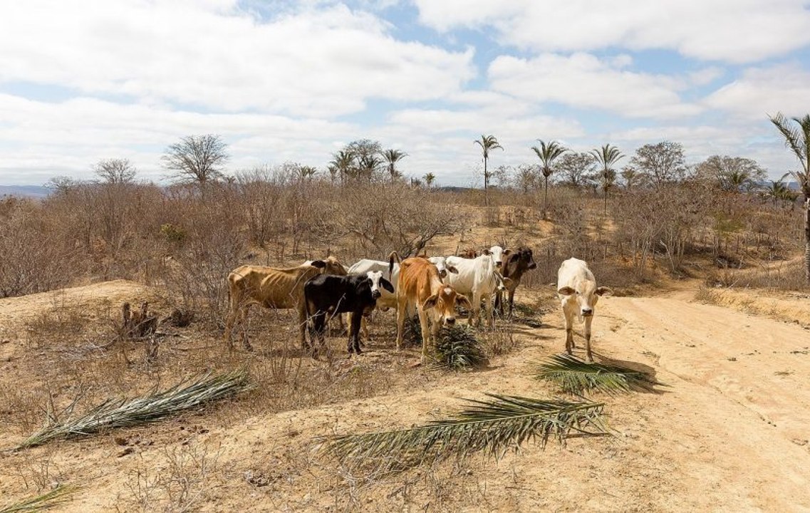 Governo decreta situação de emergência em 150 municípios da PB e 11 são do Vale do Piancó