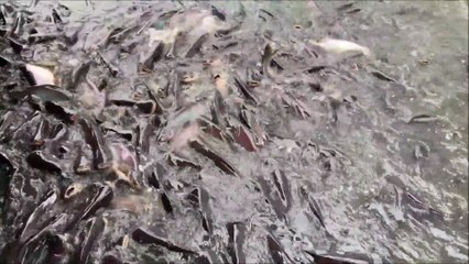 Thousands of catfish at Bang Bua Thong canal in Thailand