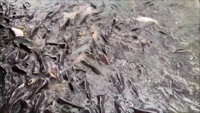 Thousands of catfish at Bang Bua Thong canal in Thailand