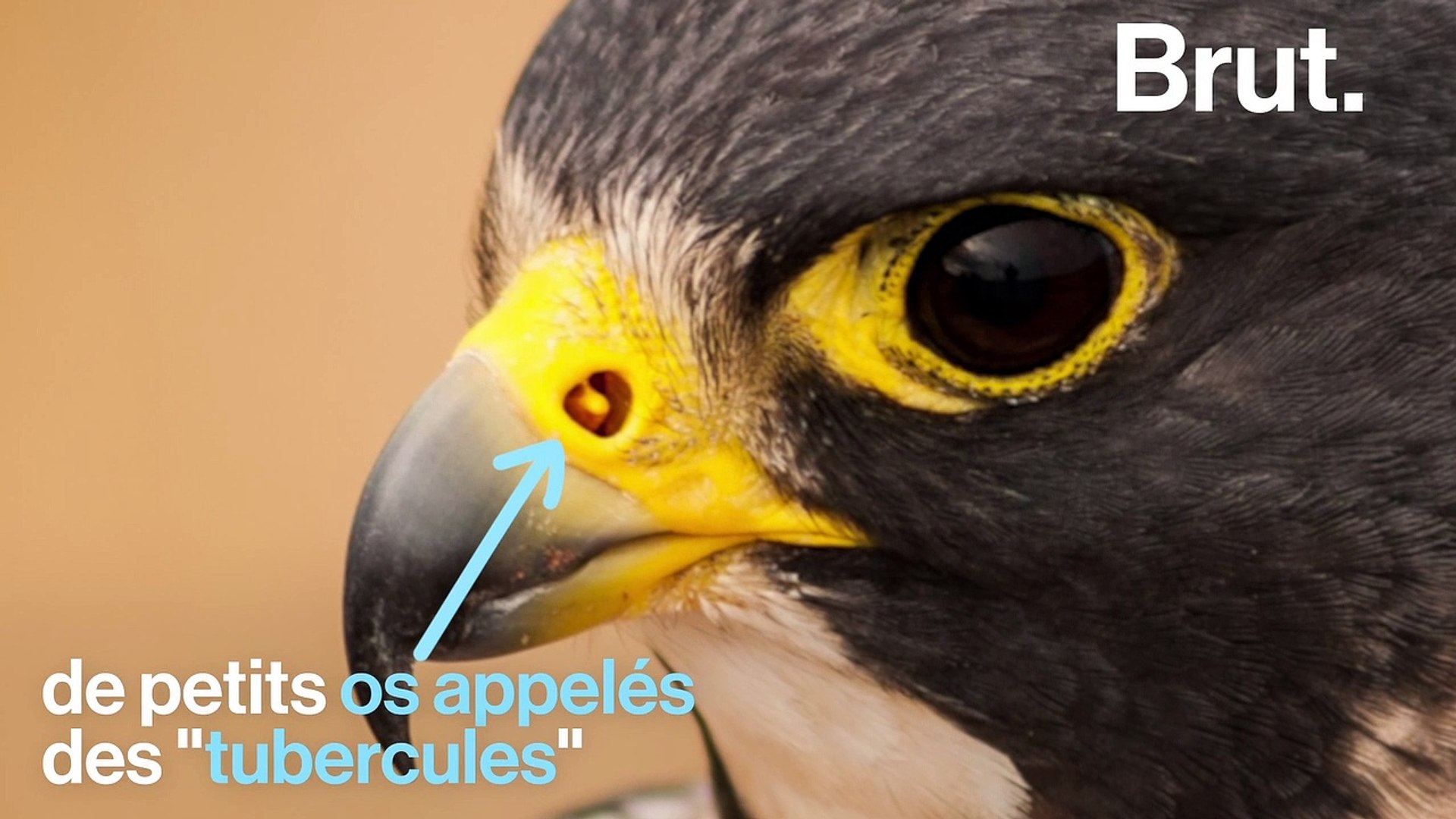 Pourquoi le faucon pèlerin est l'animal le plus rapide au monde - Vidéo  Dailymotion