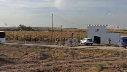 ŞANLIURFA - Sulama borusuna gizlenmiş 1100 uyuşturucu hap ele geçirildi