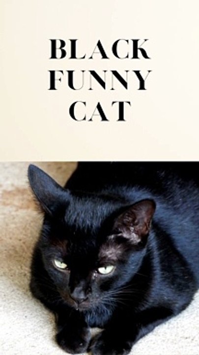 black funny cat