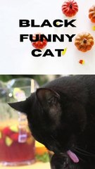 Black funny cat videos